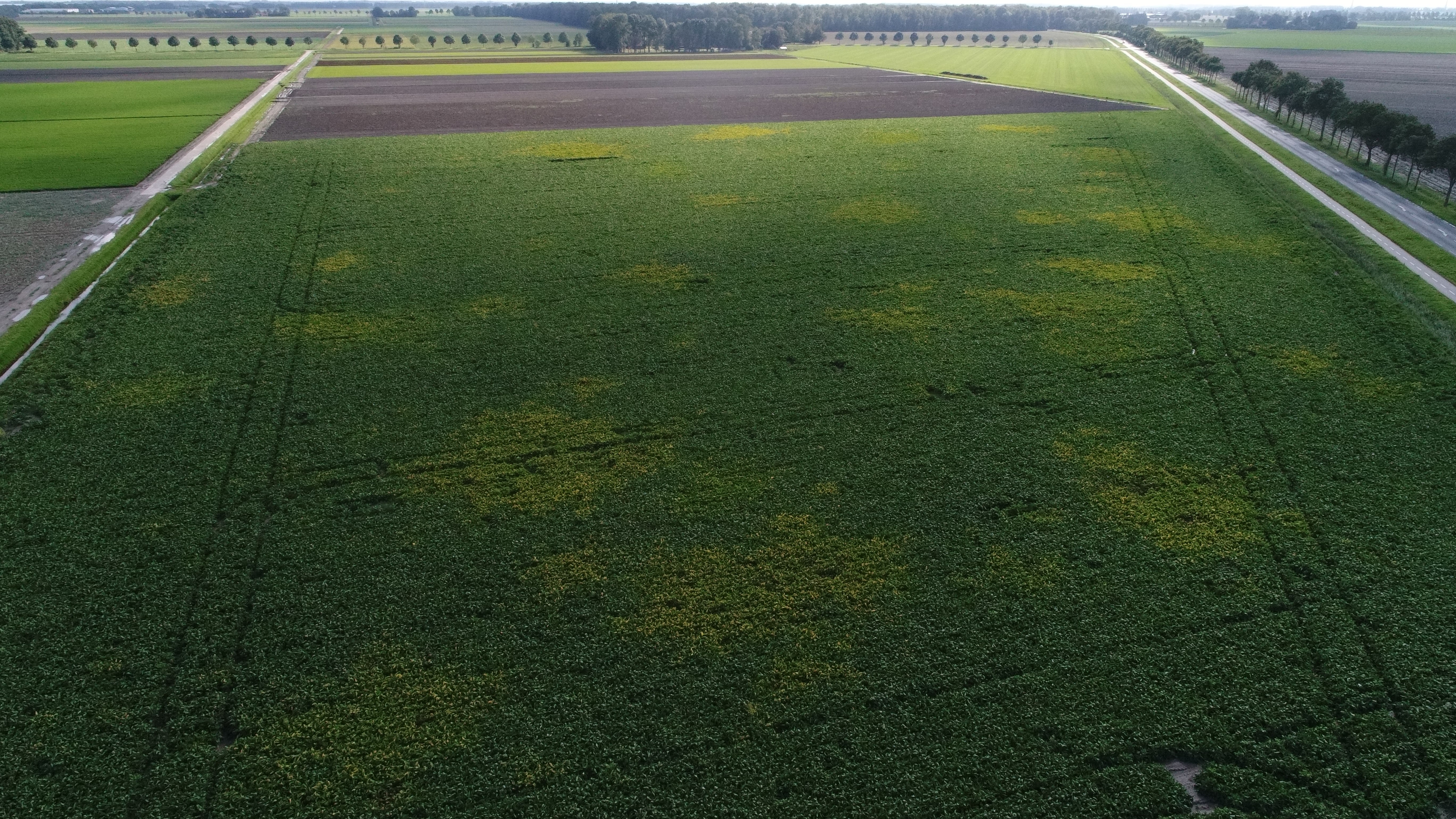 Vergelingsvirus in suikerbieten